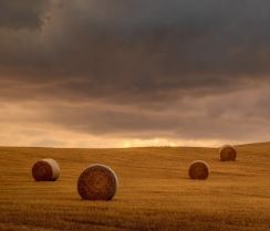 overcast field with hay